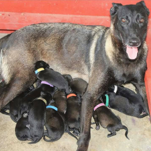 Texas Stealth K9 Kennel Club