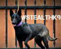 Texas Stealth K9 Kennel Club