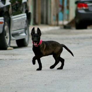 Texas Stealth K9 Kennel Club 