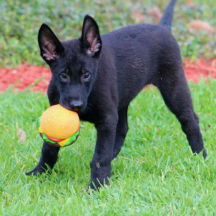 Texas Stealth K9 Kennel Club 