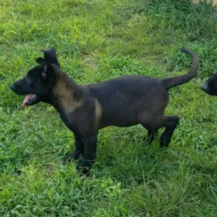 Texas Stealth K9 Kennel Club 