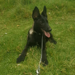 Texas Stealth K9 Kennel Club 