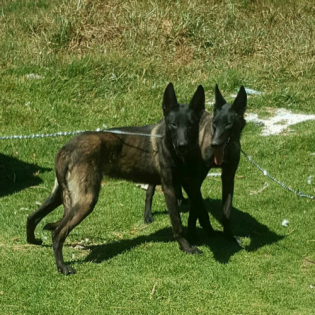 Texas Stealth K9 Kennel Club 
